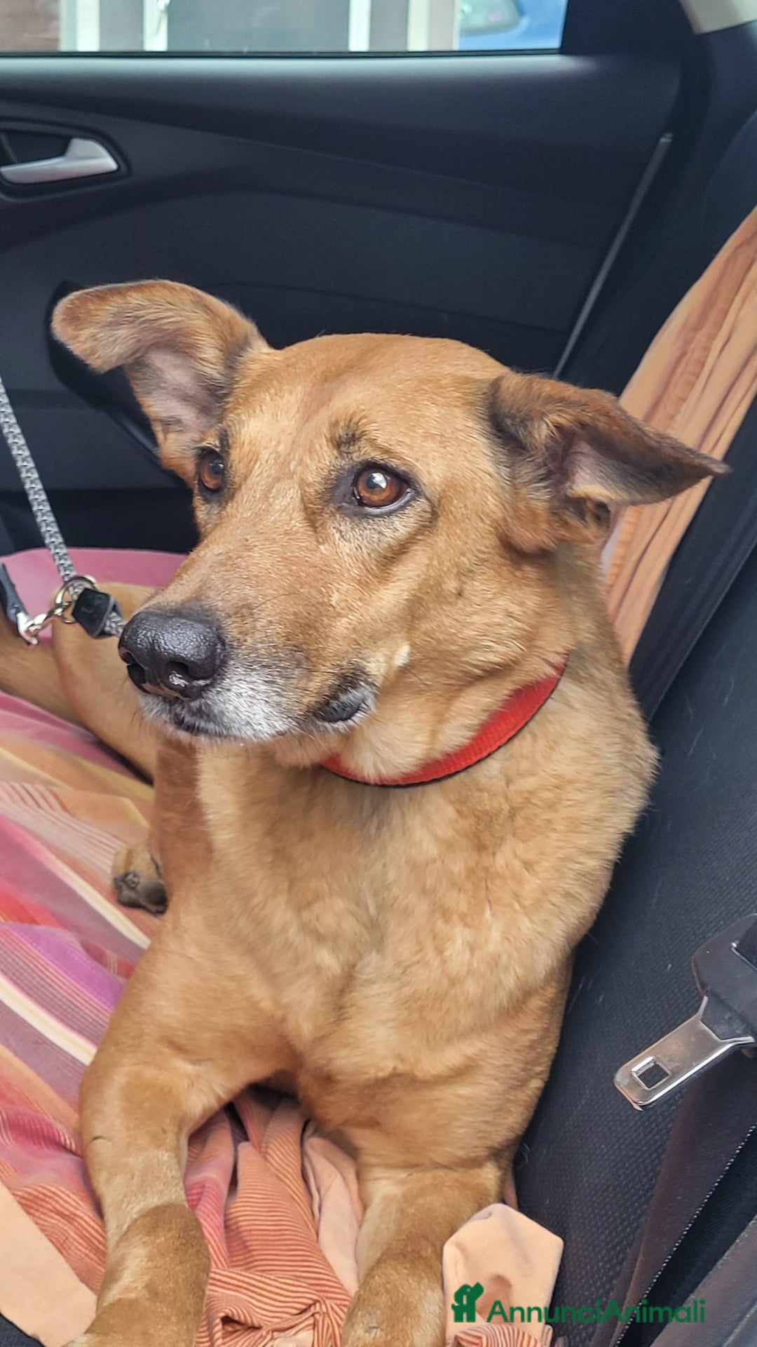 Meticcio cani in regalo: Splendida meticcia - FAITH - Annuncio 6