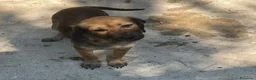 Meticcio cani in regalo: CUCCIOLA MEDIO PICCOLA - Annuncio 4