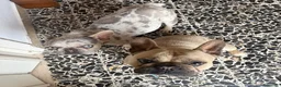 Bulldog Francese cani in vendita: Bulldog francese  - Annuncio 8