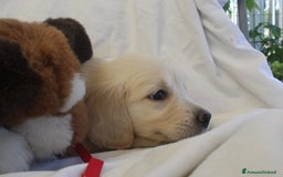 Golden Retriever cani in vendita: Ultimi cuccioli di Golden Retriever con pedigree a Città metropolitana di Milano - Immagine 5