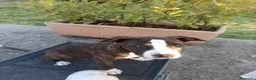 Pitbull cani in vendita: Cuccioli di American Pitbull a Provincia di Vicenza - Annuncio 3