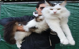 Maine Coon gatti per accoppiamento: Maine Coon stallone pedigree da riproduzione monta - Immagine 2