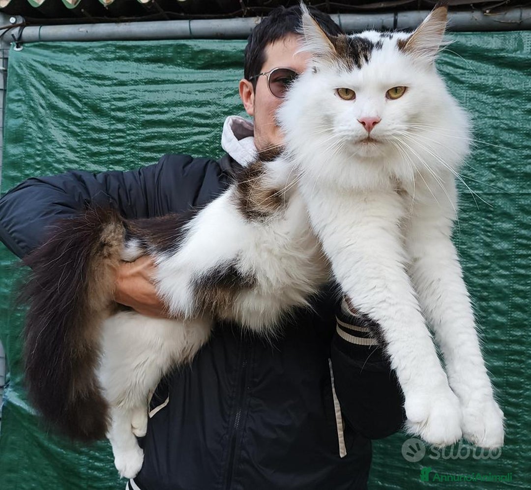 Maine Coon gatti per accoppiamento: Maine Coon stallone pedigree da riproduzione monta - Annuncio 2