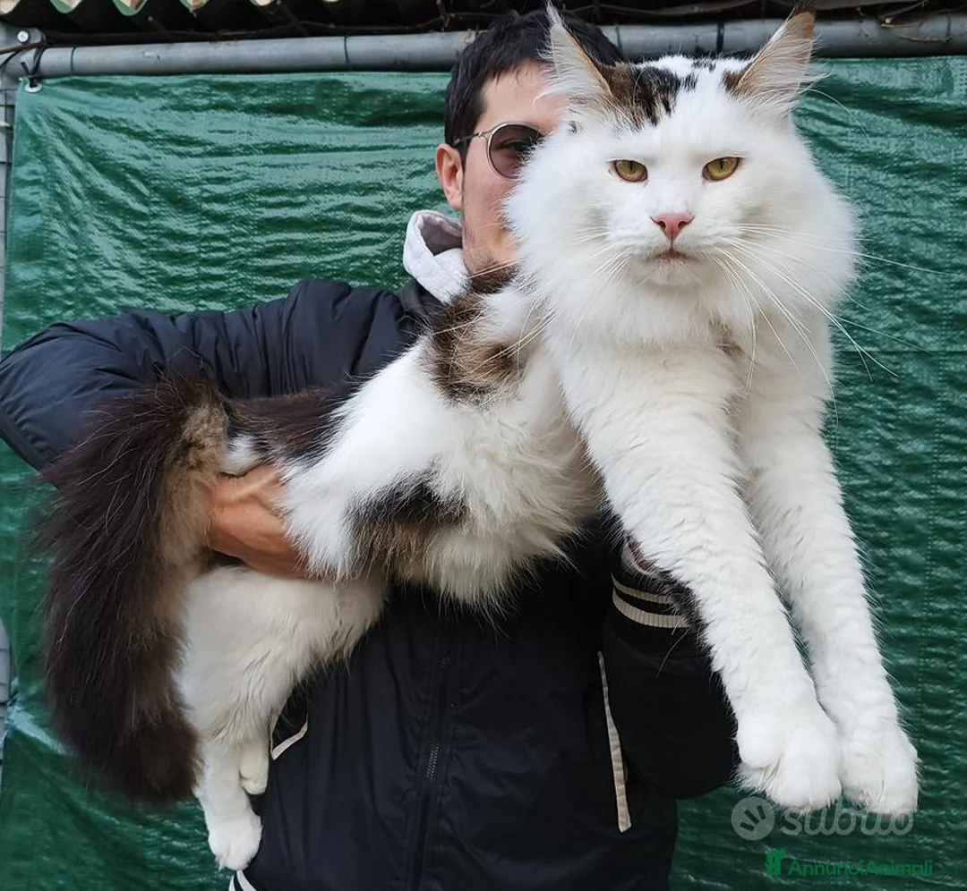 Maine Coon gatti per accoppiamento: Maine Coon stallone pedigree da riproduzione monta - Annuncio 2