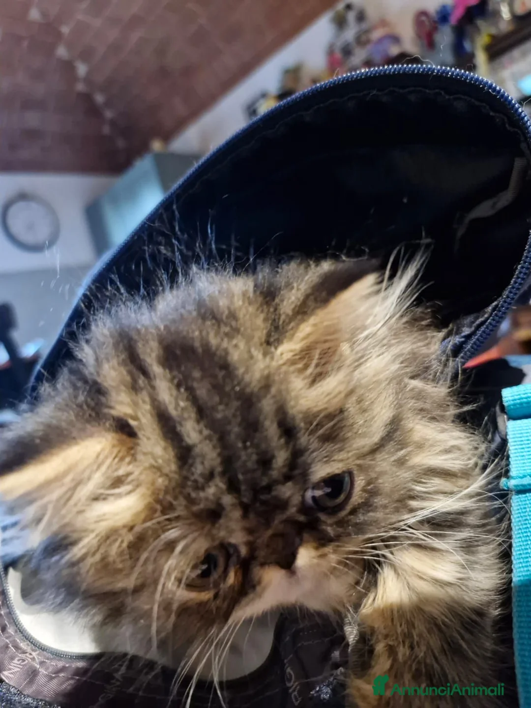 Persiano gatti in vendita: Splendido maschietto persiano a Provincia di Pisa - Annuncio 2