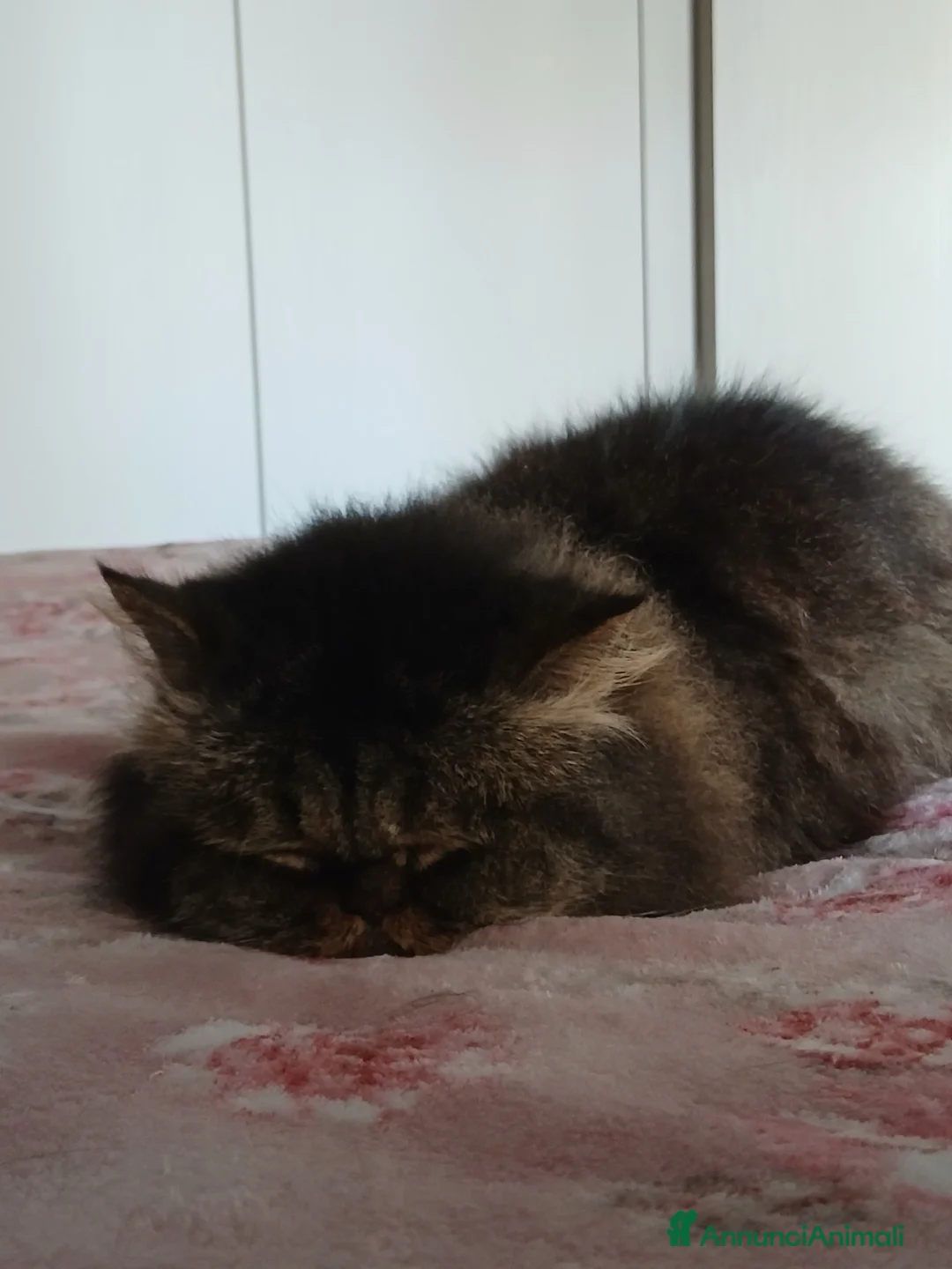 Persiano gatti in regalo: Gatto femmina persiano  a Città metropolitana di Palermo - Annuncio 2