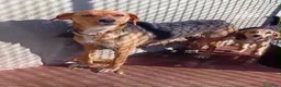Meticcio cani in regalo: Lilly tenera cucciola taglia medio piccola  - Annuncio 2