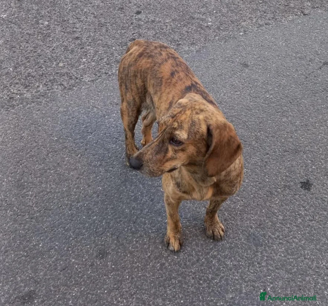 Segugio cani in regalo: Segugia maculata 1anno kg12 CASA/GIARDINO.NUORO - Annuncio 2