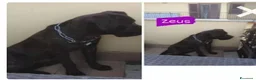 Cane Corso cani in regalo: Corso nero giovane stava h24 in balcone.TOSCANA a Città metropolitana di Milano - Annuncio 2