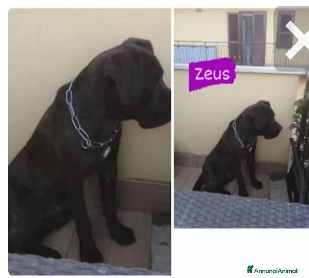 Cane Corso cani in regalo: Corso nero giovane stava h24 in balcone.TOSCANA a Città metropolitana di Milano - Annuncio 2