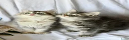 Siberiano gatti in vendita: Cuccioli di Siberiano con pedigree Anfi - Annuncio 3