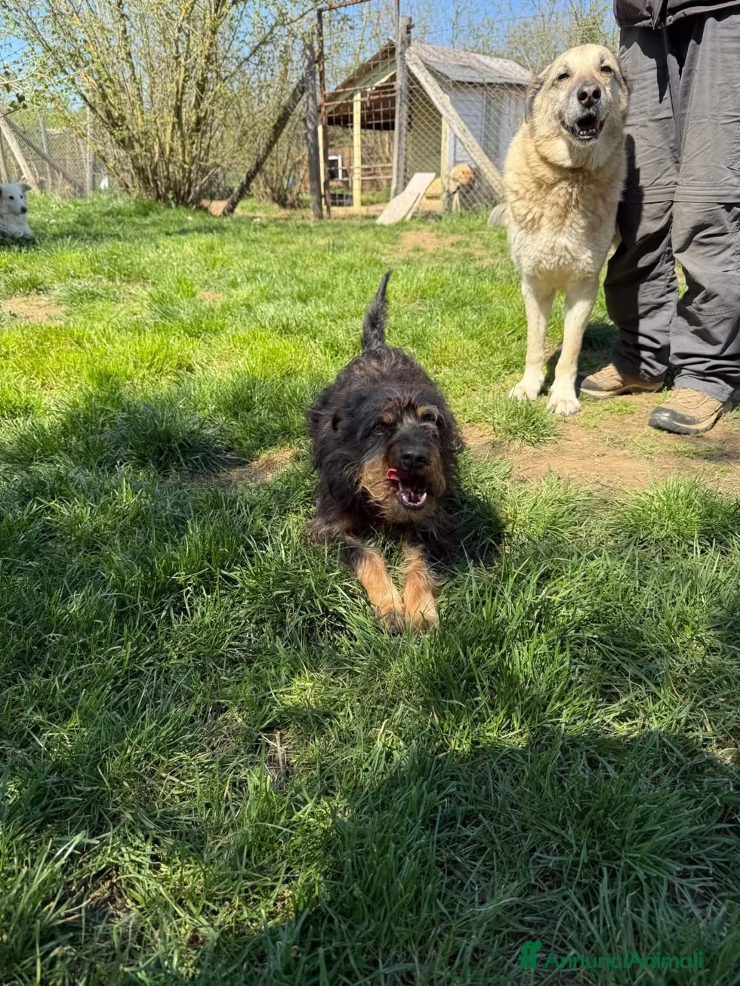 Meticcio cani in regalo: Black Jack a Provincia di Viterbo - Annuncio 7