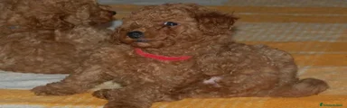 Barboncino Toy 4