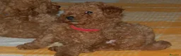Barboncino Toy cani in vendita: Barboncino Toy rosso  a Città Metropolitana di Venezia - Annuncio 20