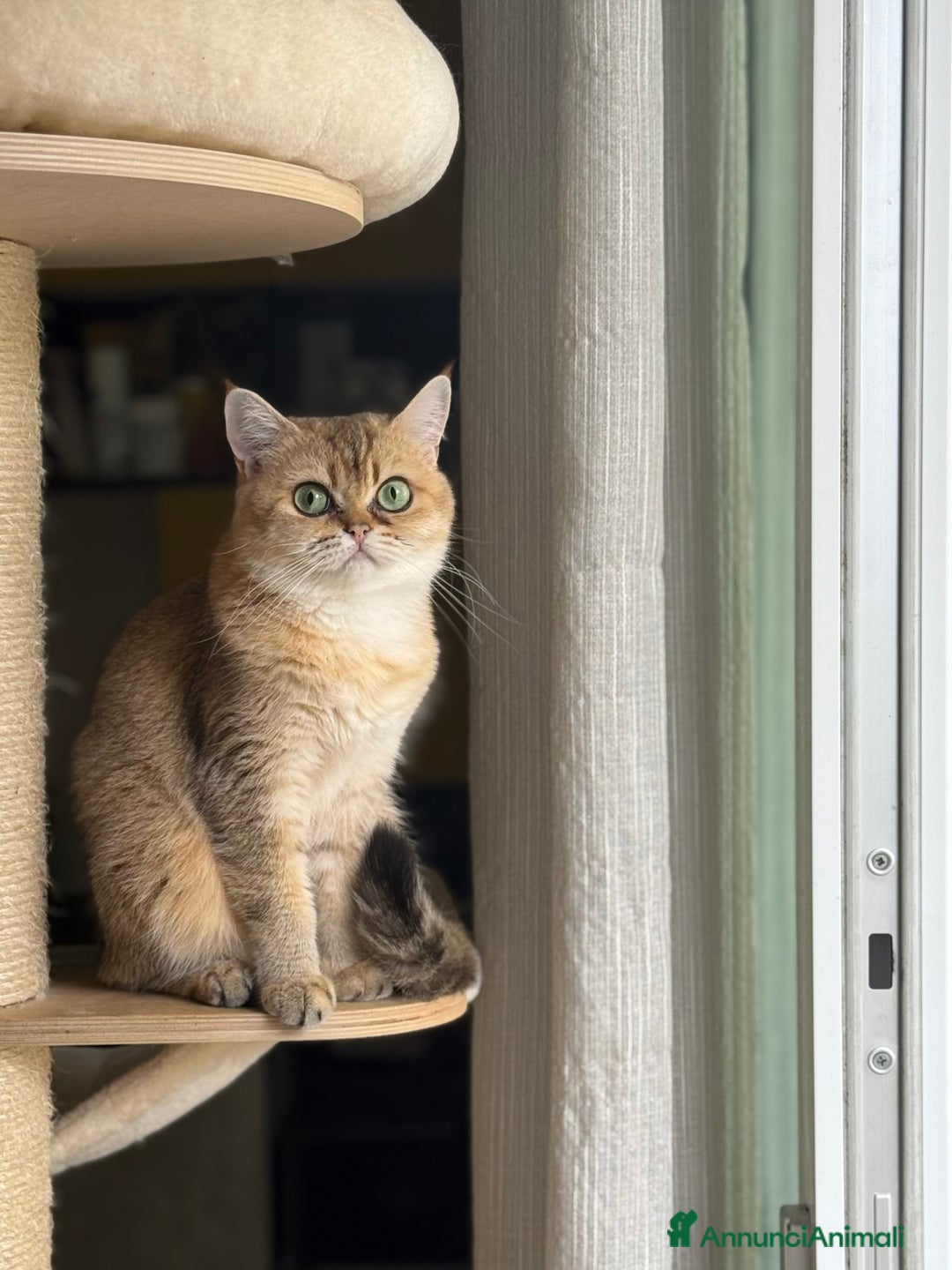 Scottish gatti in vendita: Scottish straight  - Annuncio 2