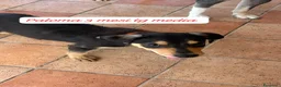 Meticcio cani in regalo: Bellissimi cuccioli in rifugio  a Città Metropolitana di Bologna - Annuncio 9
