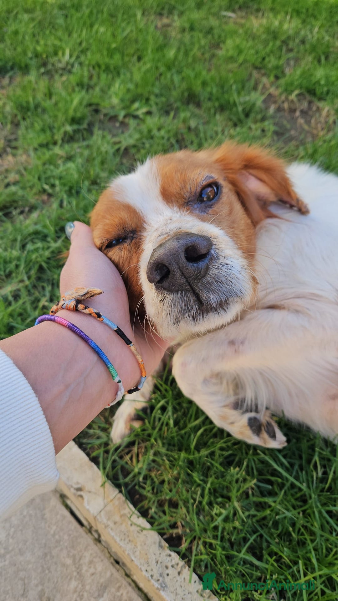 Breton cani in regalo: Tommy: giovane bretoncino socievole equilibrato  - Annuncio 10