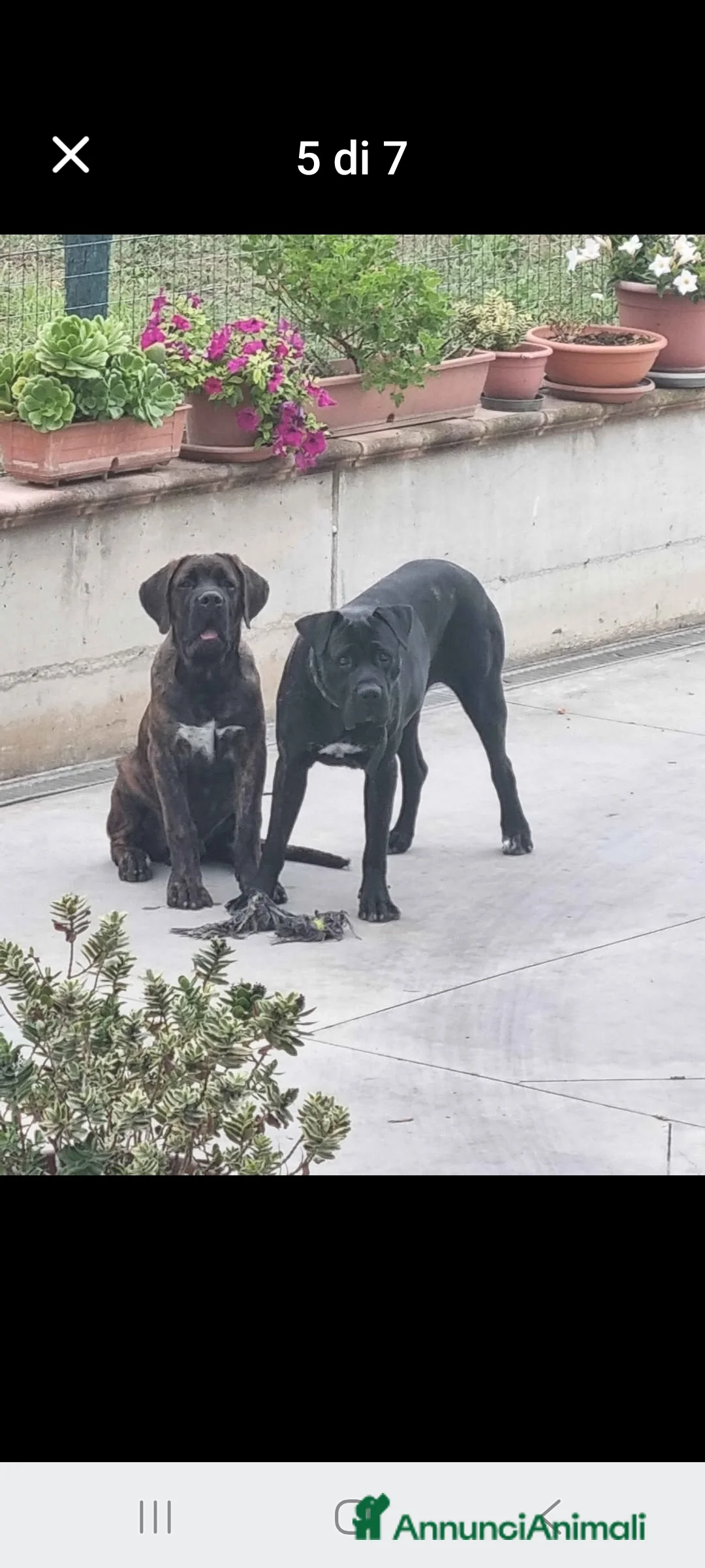 Cane Corso cani in vendita: Cuccioli di cane corso  - Annuncio 2