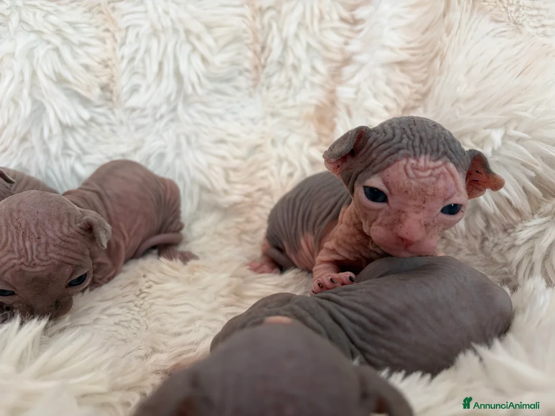 Sphynx gatti in vendita: Sphynx gatto nudo - Annuncio 2