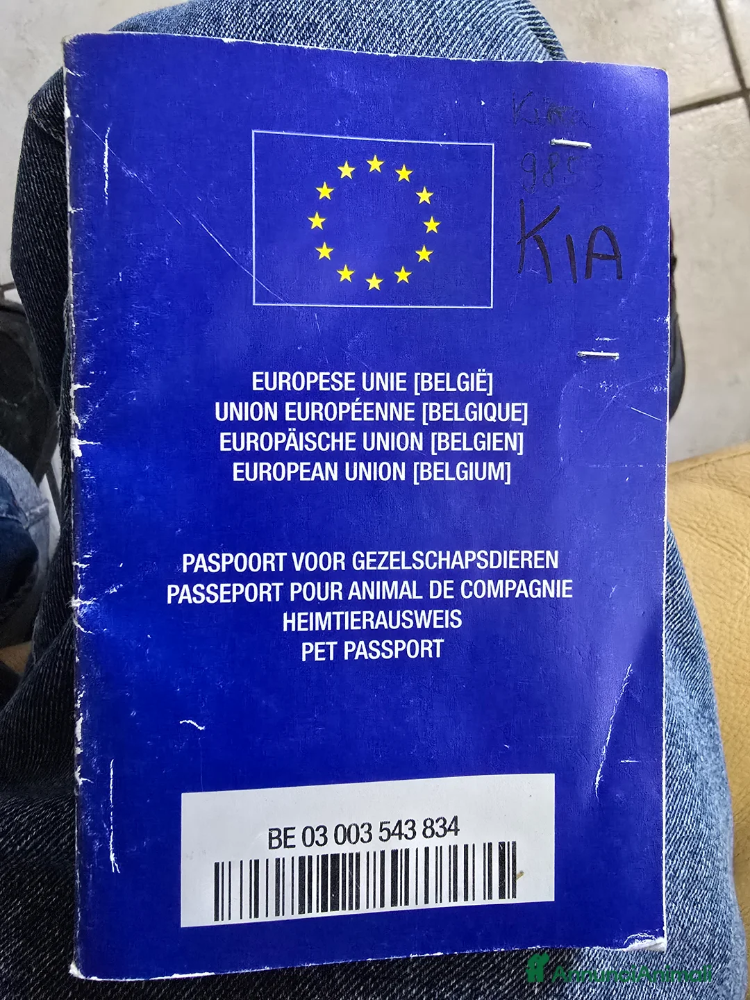 Pastore Belga cani in regalo: Pastore Belga a Città metropolitana di Milano - Annuncio 3
