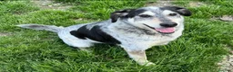 Meticcio cani in regalo: Mila 4 anni Taglia media  - Annuncio 2