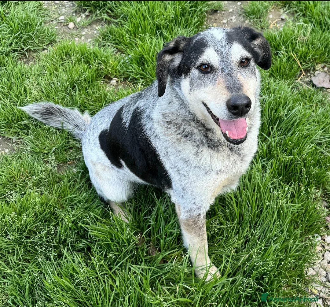 Meticcio cani in regalo: Mila 4 anni Taglia media  - Annuncio 2