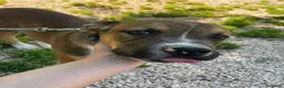 Meticcio cani in regalo: CIOCCOLATO ASPETTA TE - Annuncio 14