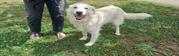 Meticcio cani in regalo: SHAKIRA DOLCE MAMMINA CHE NON MERITA IL CANILE - Annuncio 3