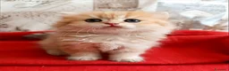 British gatti in vendita: British Golden cucciola  - Annuncio 4