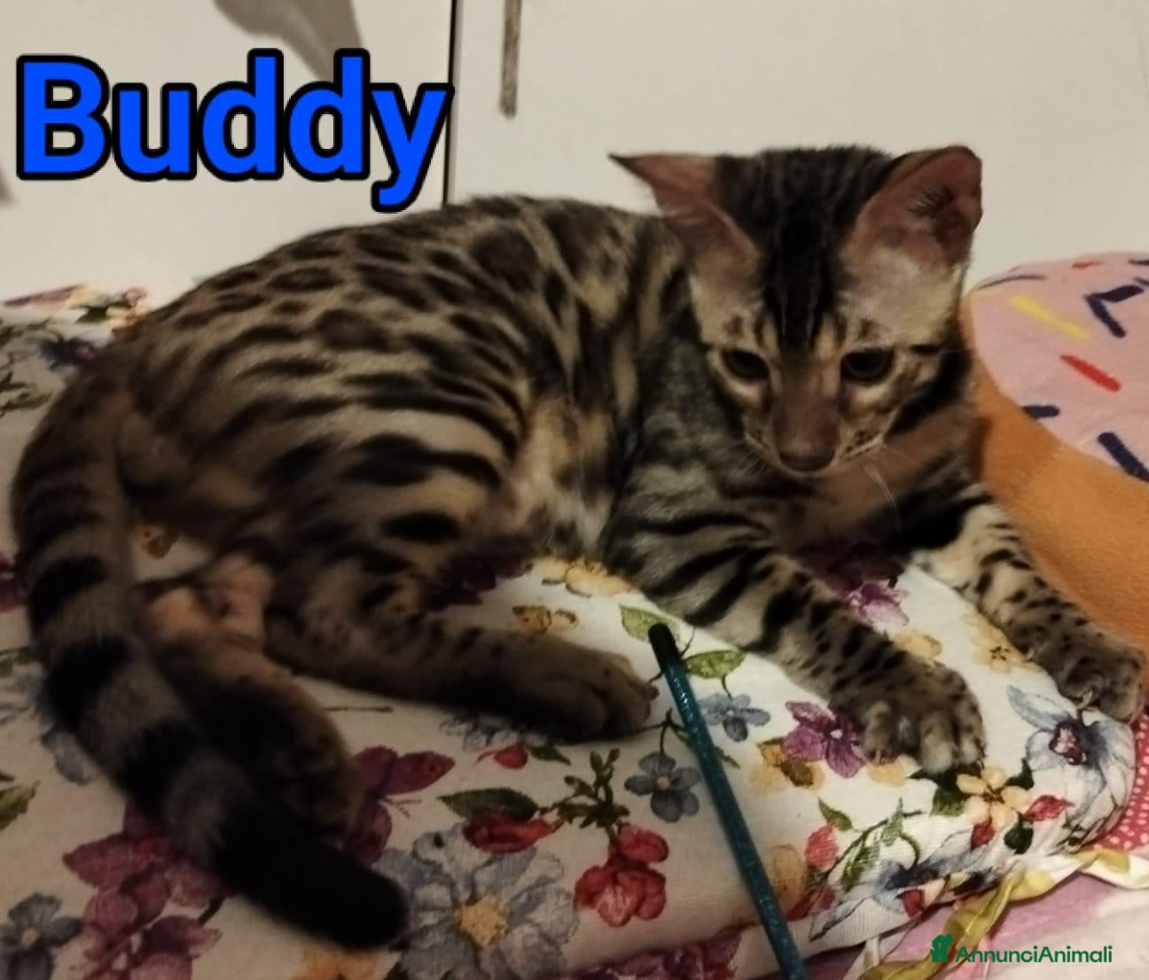 Bengala gatti Ultimo Bengala (con pedigree Afsi)5 mesi - Annuncio 21