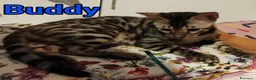 Bengala gatti in vendita: Gattini Bengala pedigree Afsi 4 mesi snow s.brown  - Annuncio 6