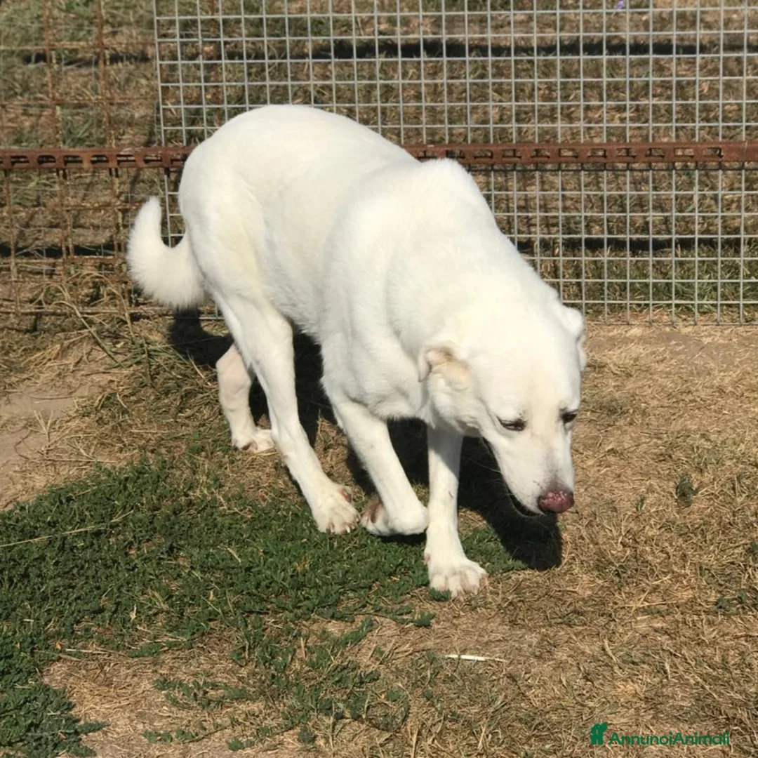 Meticcio cani in regalo: Help per COMMODO derivato labrador  a Provincia di Latina - Annuncio 6