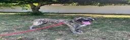 Meticcio cani in regalo: VITO CERCA CASA - Annuncio 15