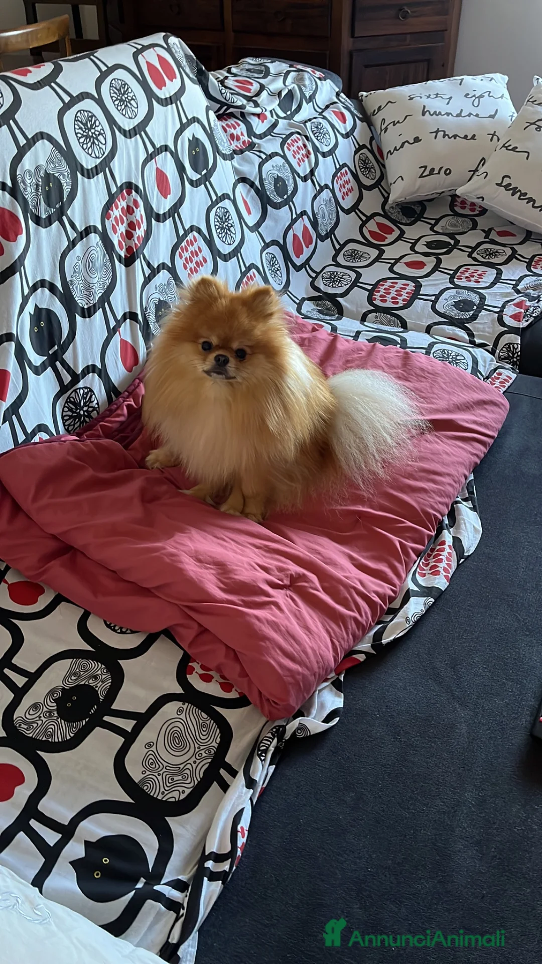 Spitz cani per accoppiamento: Spitz nano  - Annuncio 5