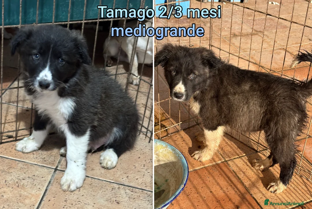 Meticcio cani in regalo: Troppi cuccioli rinchiusi  - Annuncio 5