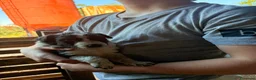 Meticcio cani in vendita: Incrocio cuccioli Border Collie  - Annuncio 6