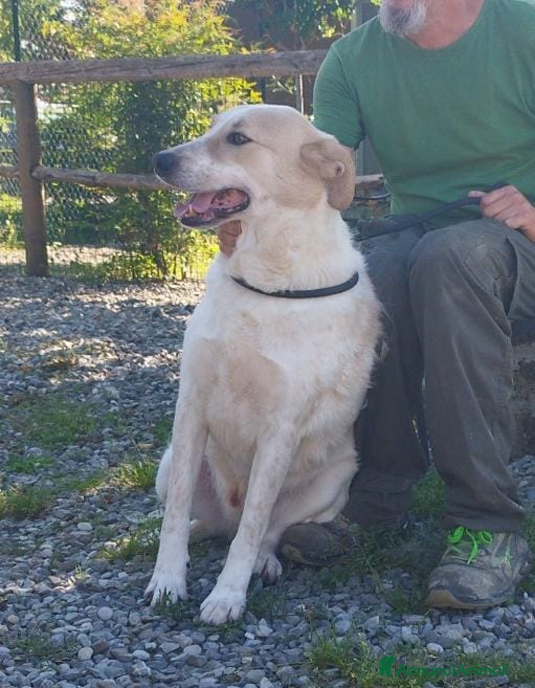Meticcio cani in regalo: Bob cerca casa da tanto tempo... a Città metropolitana di Milano - Annuncio 4