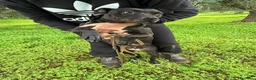 Pitbull cani in regalo: Yuma Pitbull buona,salvata 1anno fa,in canile SUD  - Annuncio 8