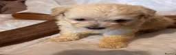 Maltipoo cani in vendita: Cuccioli di Maltipoo - Annuncio 12