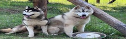 Husky cani in vendita: Splendidi cuccioli di SIBERIAN HUSKY - Annuncio 11