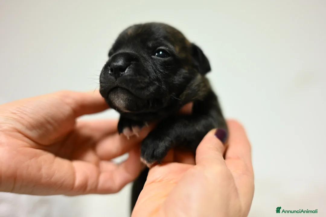 Staffordshire cani in vendita: Cuccioli di Staffordshire Bull Terrier - Annuncio 8