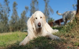 Pastore Maremmano cani in regalo: Thor fiero e maestoso maremmano a Città metropolitana di Roma Capitale - Immagine 2