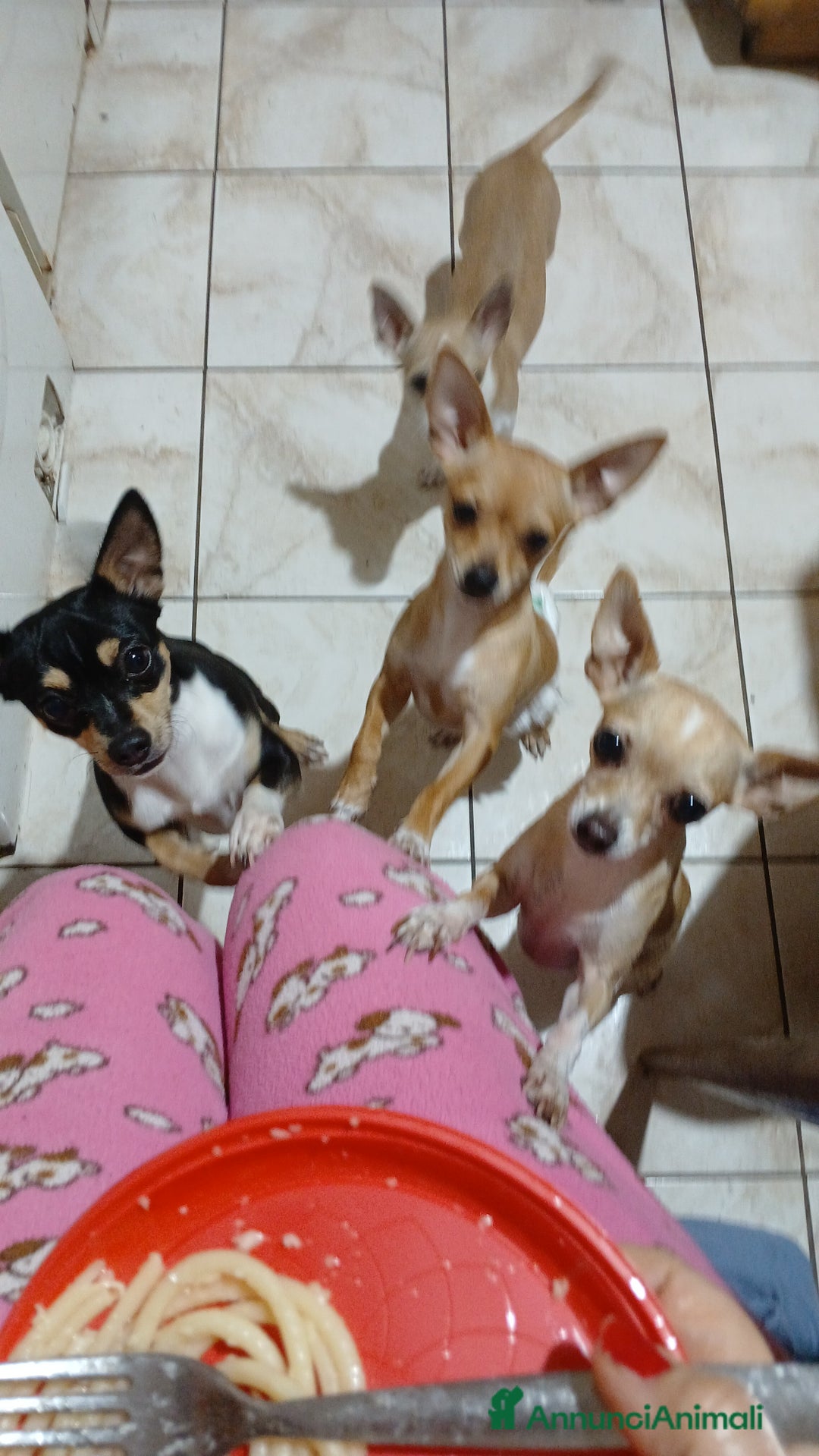 Chihuahua cani in vendita: Chihuahua cuccioli disponibili - Annuncio 9
