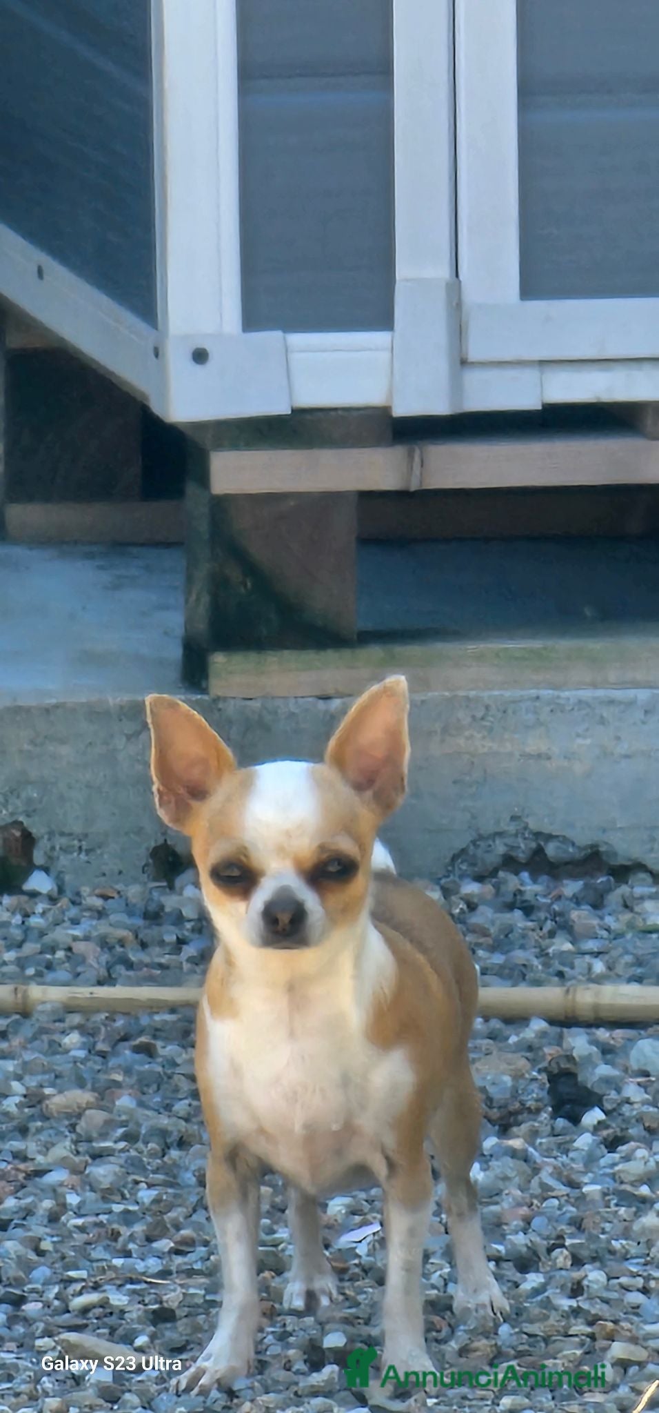 Chihuahua cani Cuccioli di Chihuahua  - Annuncio 25