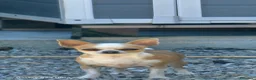 Chihuahua cani in vendita: Cuccioli di Chihuahua  - Annuncio 1