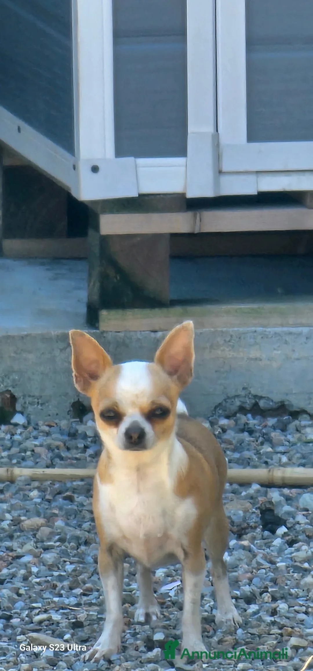 Chihuahua cani in vendita: Cuccioli di Chihuahua  - Annuncio 1