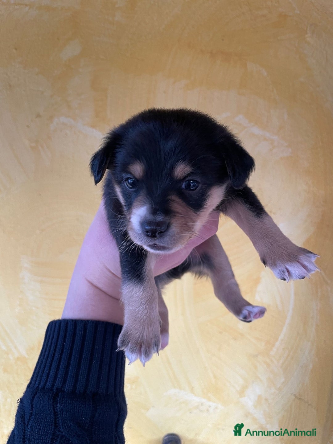 Volpino Italiano cani in regalo: Cuccioli di meticcio (simil volpino italiano) - Annuncio 5