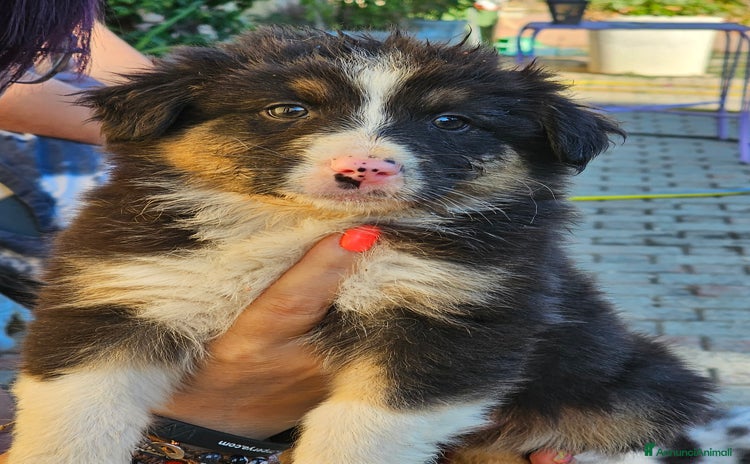 Australian Shepherd cani a Provincia di Asti - Annuncio 12