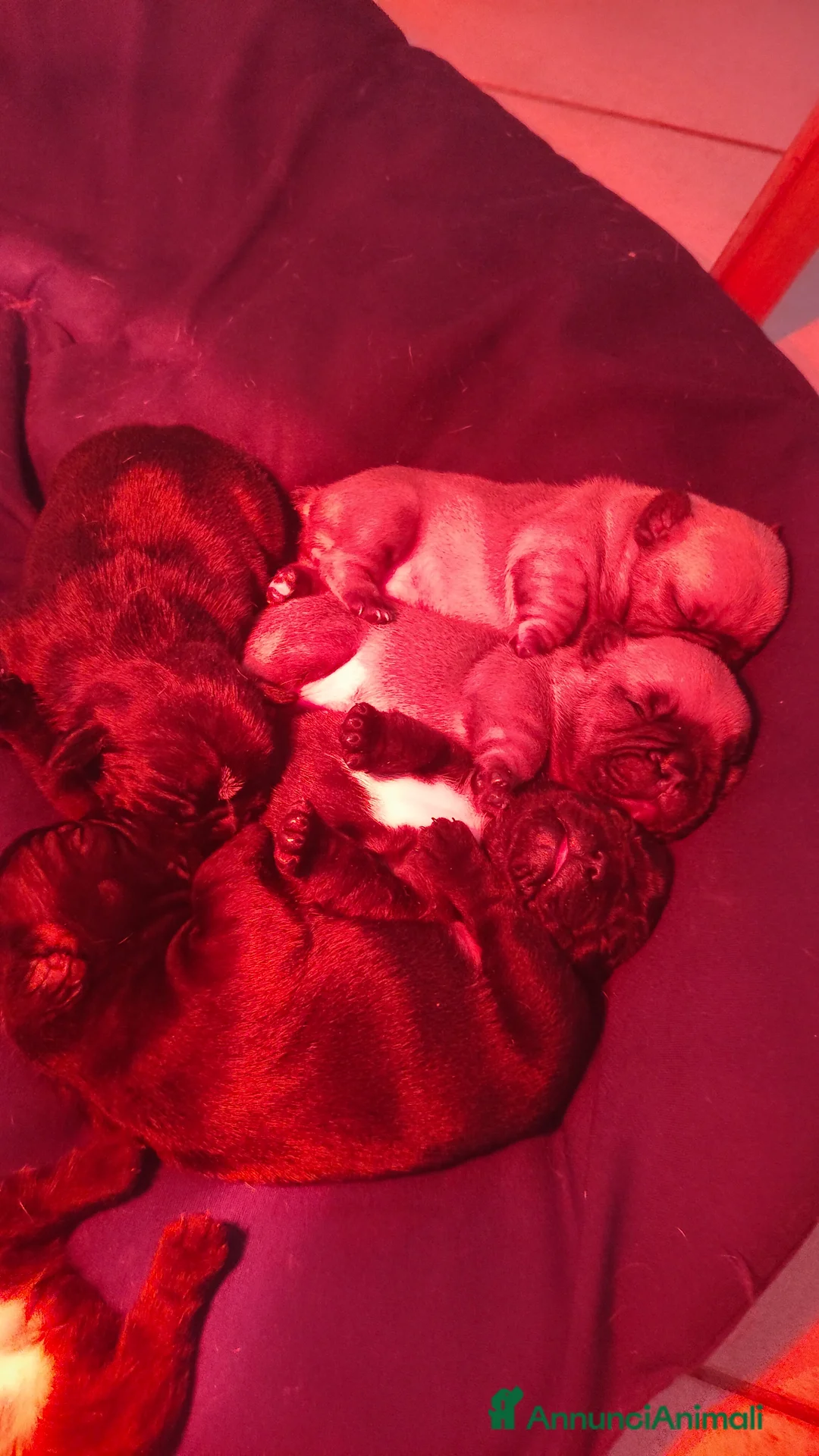 Bulldog Francese cani in vendita: Bulldog francese con PEDIGREE ENCI  a Provincia di Chieti - Annuncio 2