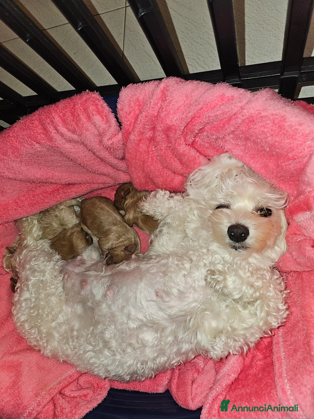 Maltipoo cani in vendita: Cuccioli maltipoo  - Annuncio 2